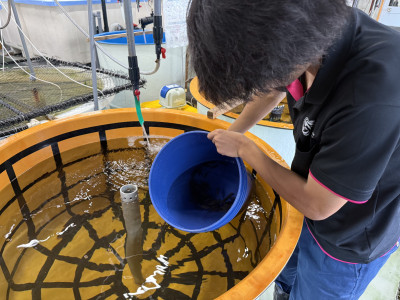 マダイ分養 (3)