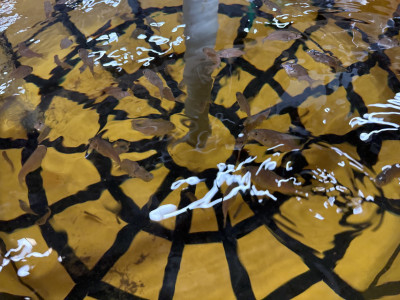 マダイ分養 (5)