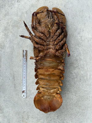 腹側