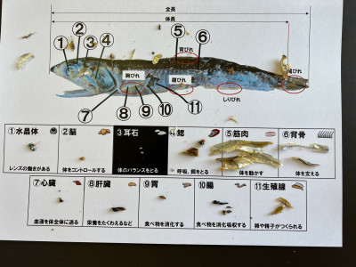 0705 煮干し (5)