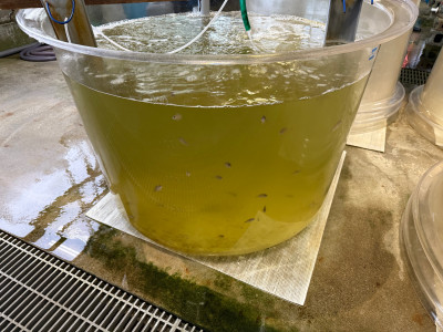 専A科水槽 (1)