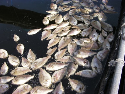 マダイ死亡魚