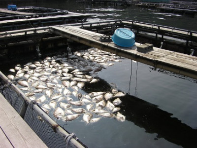 マダイ死亡魚3