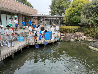コイ池戻し