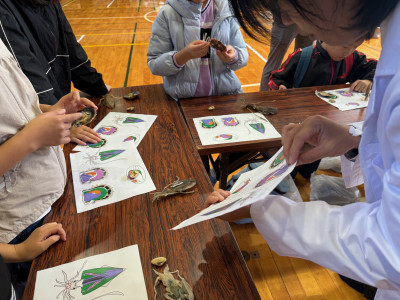 軟体動物の内部形態 (4)