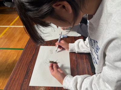 昆虫の体とつくり (2)