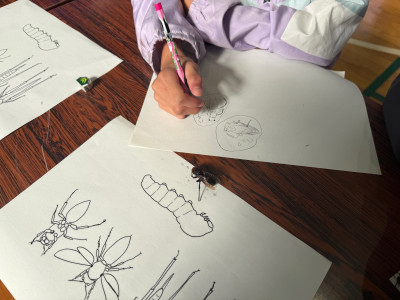 昆虫の体とつくり (3)