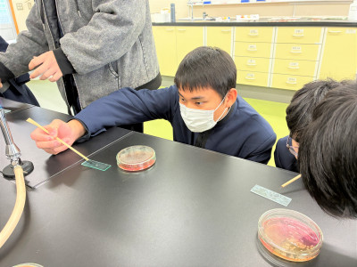 黄色ブドウ球菌横