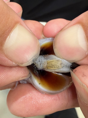 カミナリイカ (3)