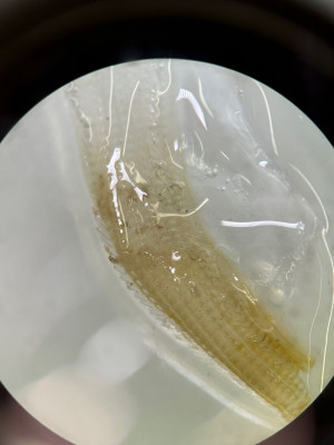 カミナリイカ (4)