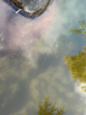 津島町模型池 (2)