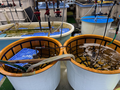 タコ水槽 (1)